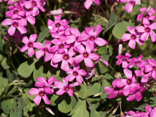 Oxalis articulata | Wood sorrel or pink sorrel with rounded clumps covered with many of bright pink flowers