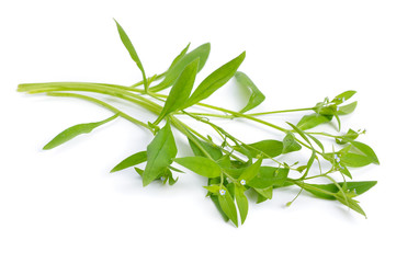Myosotis nemorosa or Myosotis strigulosa isolated on white