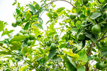 Fototapeta premium Lemon on the tree in the garden where the farmers grow