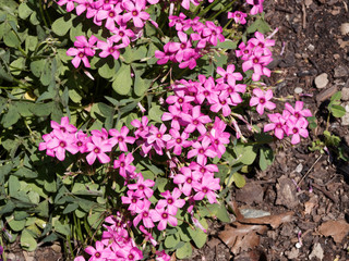 Oxalis articulata | Wood sorrel or pink sorrel with rounded clumps covered with many of bright pink...