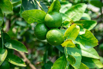 Lemon on the tree in the garden where the farmers grow