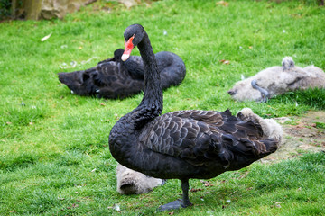Obraz premium Black swan with cygnets (Cygnus atratus)
