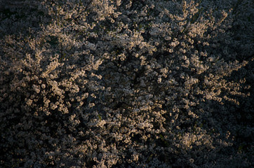 Flower tree