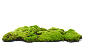 Moss green on white background.