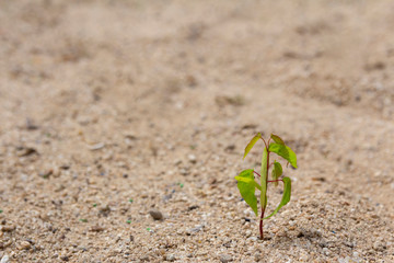 alone young plant in the ground