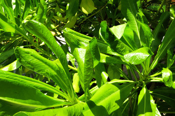 Fototapeta premium Lush tropical greenery brightly lit by the sun in the park