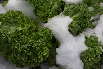 Close up of the frozen branches and leaves of curly kale, leaf cabbage (Brassica oleracea) covered in snow in