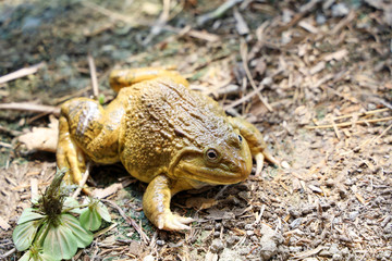 The big green frog in farm animal on the floor at thailand