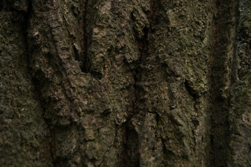 tree bark texture