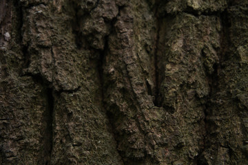 tree bark texture