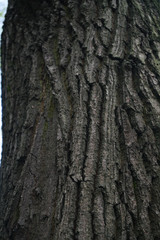 tree bark texture