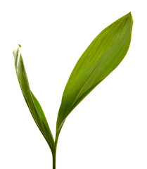 Lily of the valley leaf isolated on white background, closeup.