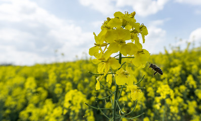 Nahaufnahme einer Biene die Pollen einer Rapsbl&uuml;te sammelt