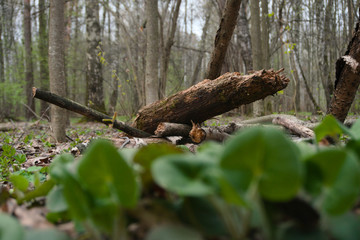old trees in the forest