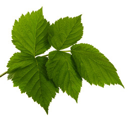 Raspberry bush leaf isolated on a white background, closeup.