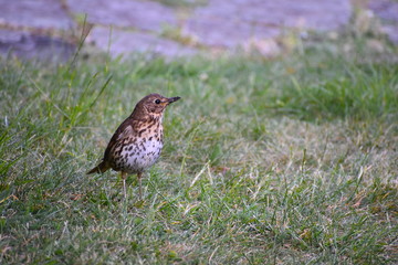 Britain’s largest songbird known for defending its food and love of mistletoe berries Grey brown upper parts long tail and plump white spotted belly Mistle thrush is on the amber list of British birds