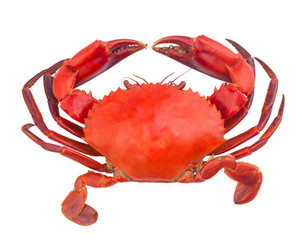 Cooked crab isolated on white background