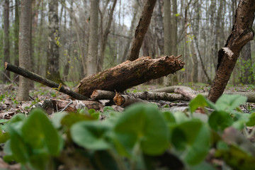 old trees in the forest