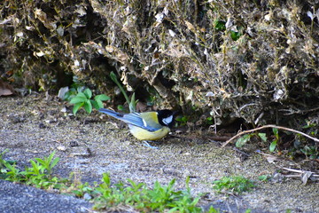Great tit is common sight in UK Bluish black head with white cheek patches dark stripe runs down yellow chest and belly resembling a necktie Wings and tail are greyish blue and back is yellowish green