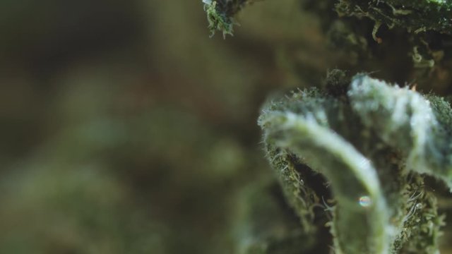 Beautiful high quality green marijuana bud with trichomes in super macro. Extreme close-up cannabis plant. Herbal medicine.