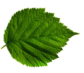 Raspberry bush leaf isolated on a white background, closeup.