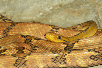 Close up dog tooth cat eye snake on the rock in thailand