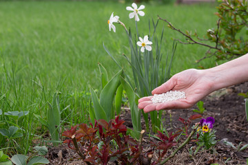 mineral fertilizer in the farmer’s hand against the background of young plant sprouts