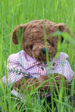 the story of one teddy bear
