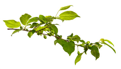 Cherry plum tree branch on an isolated white background, close-up. Sprout with green leaves, isolate.