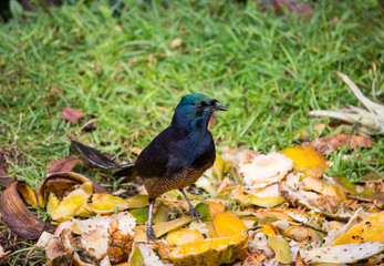 Beautiful Bird-of-paradise of New Guinea with long tail and beak aeting tropical fruit