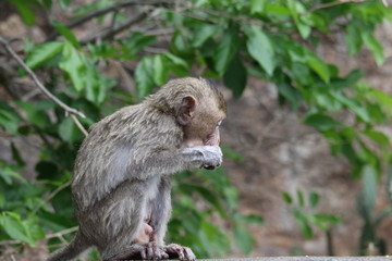 Naklejka na ściany i meble Little monkeys are eating mountain fruit, both from abundant nature. 