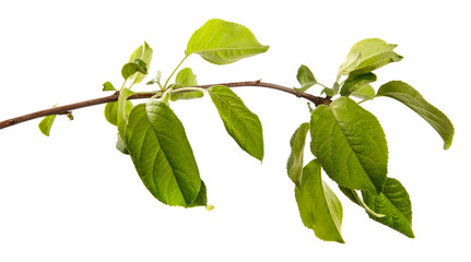 Apple tree branch on an isolated white background, close-up. Fruit tree sprout with green leaves