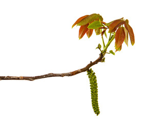 walnut branch on an isolated white background, closeup. Sprout with walnut leaves