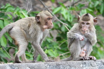 Little monkeys are eating mountain fruit, both from abundant nature.
