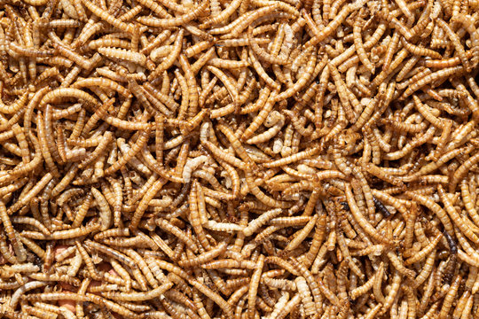 Mealworms