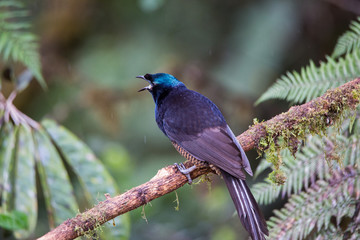 Beautiful Bird-of-paradise of New Guinea with long tail and beak aeting tropical fruit