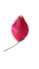 Magenta leaf on white.