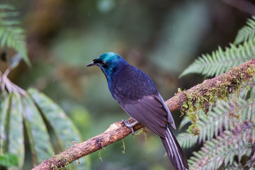Beautiful Bird-of-paradise of New Guinea with long tail and beak aeting tropical fruit