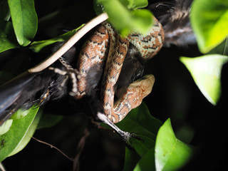 The Python snake caught the black bird victim at night.