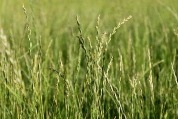 Graminacee in prati di campagna