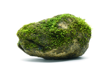 Moss green on rock on white background.