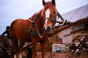 
brown horse bridled in the village