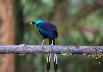 Beautiful Bird-of-paradise of New Guinea with long tail and beak aeting tropical fruit