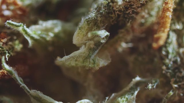 Medical marijuana. Extreme close-up shot of beautiful green cannabis plant bud with trichomes. Culture of smoking weed. Addiction concept.