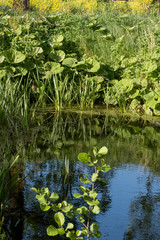 Tranquil landscape at a ditch, grasses and leaves on the edge of the ditch, the blue sky reflected in the water