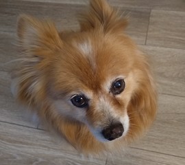 Pomeranian dog portrait