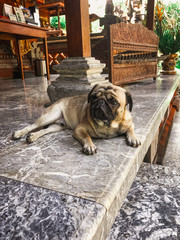 a dog lies on the porch of a hotel in Bali pug stone steps