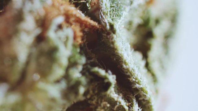 Medical marijuana. Stunning macro shot of beautiful green trichomed cannabis bush. Herbal medicine. Alternative treatment.