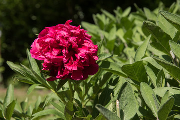 pivoine sauge