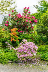 Fototapeta premium Large Flowering Plants